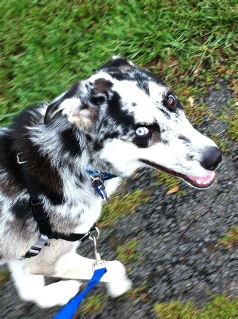 My sato (Puerto Rican street dog), had very similar results from wisdom panel with 21 breeds. . Catahoula husky mix